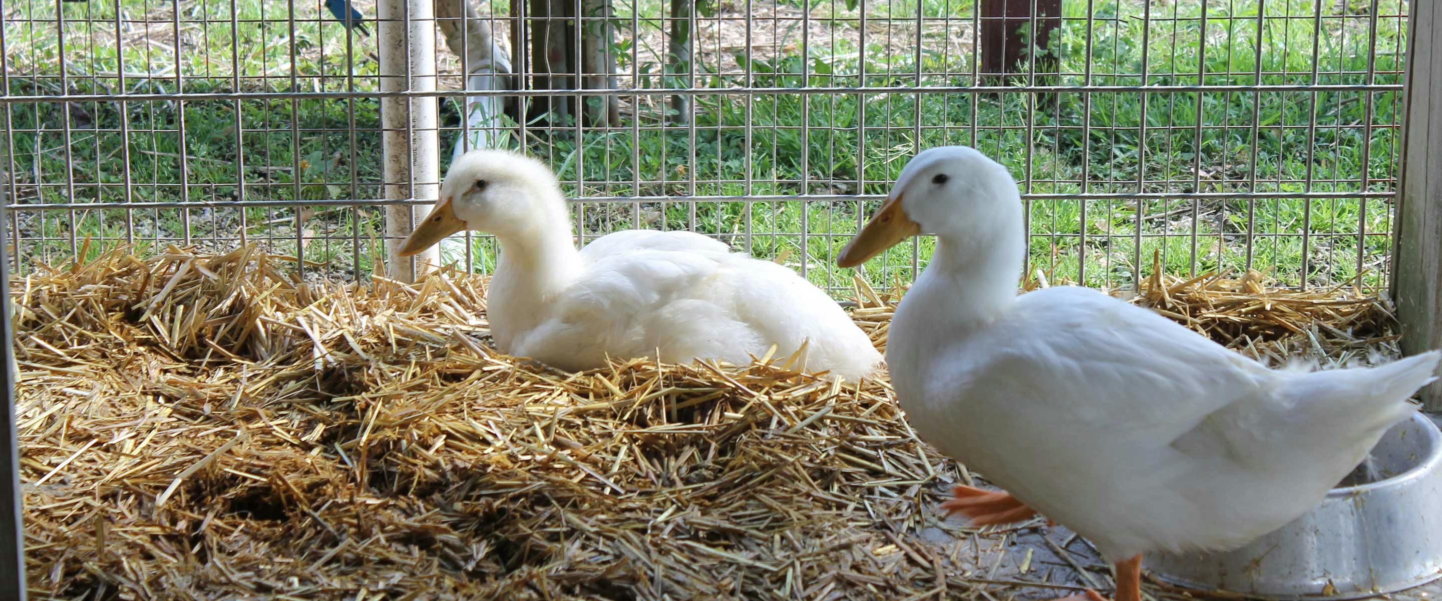two white ducks enjoying the straw bed